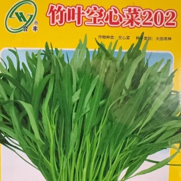 竹叶空心菜202-空心菜种子长叶光杆口感鲜嫩营养丰富