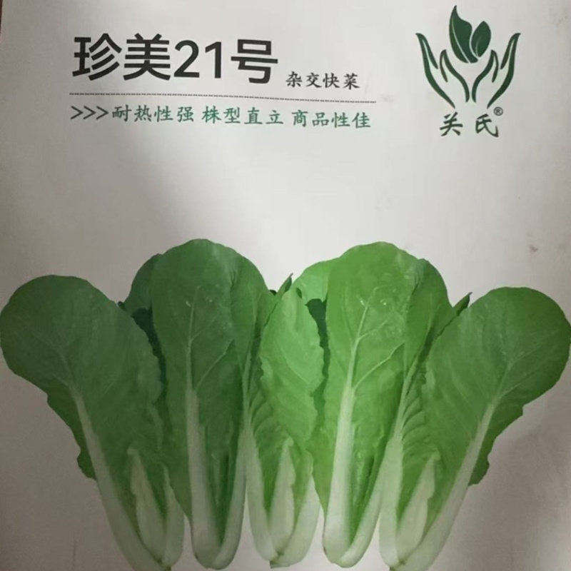 珍美21号-杂交快菜种子耐高温性强品质好生长速度快