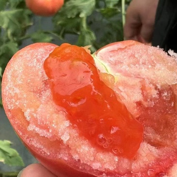 泾阳普罗旺斯西红柿