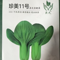 珍美11号-青梗菜种子耐抽苔抗病性强生长快
