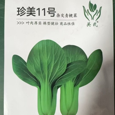 珍美11号-青梗菜种子耐抽苔抗病性强生长快