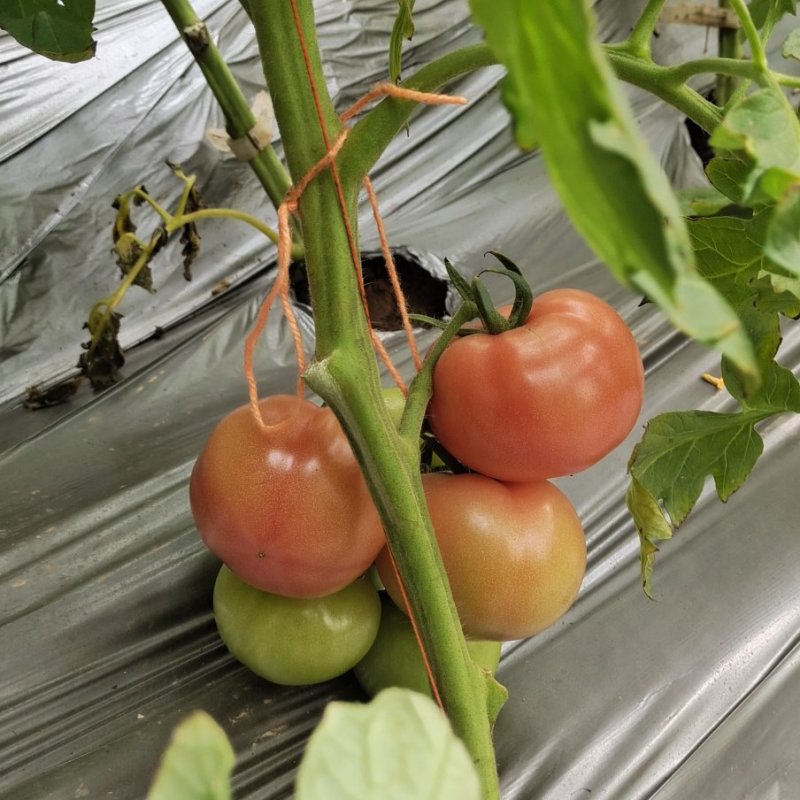 泾阳普罗旺斯西红柿