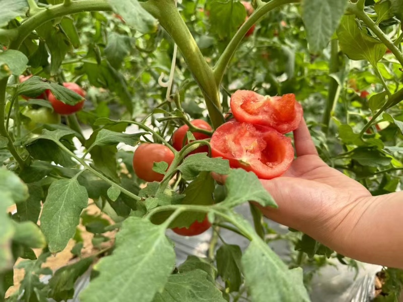 泾阳普罗旺斯西红柿