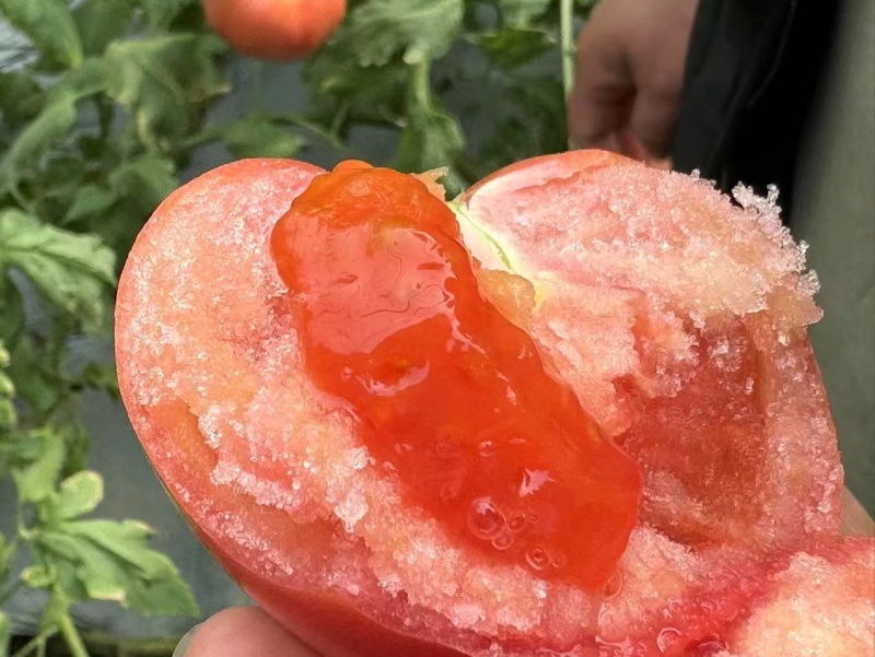 泾阳普罗旺斯西红柿