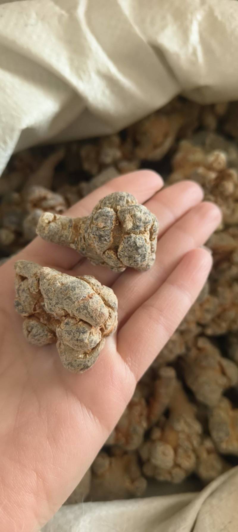 《热销》云南三七（祥泰药材栈）中药材批发零售60头三七