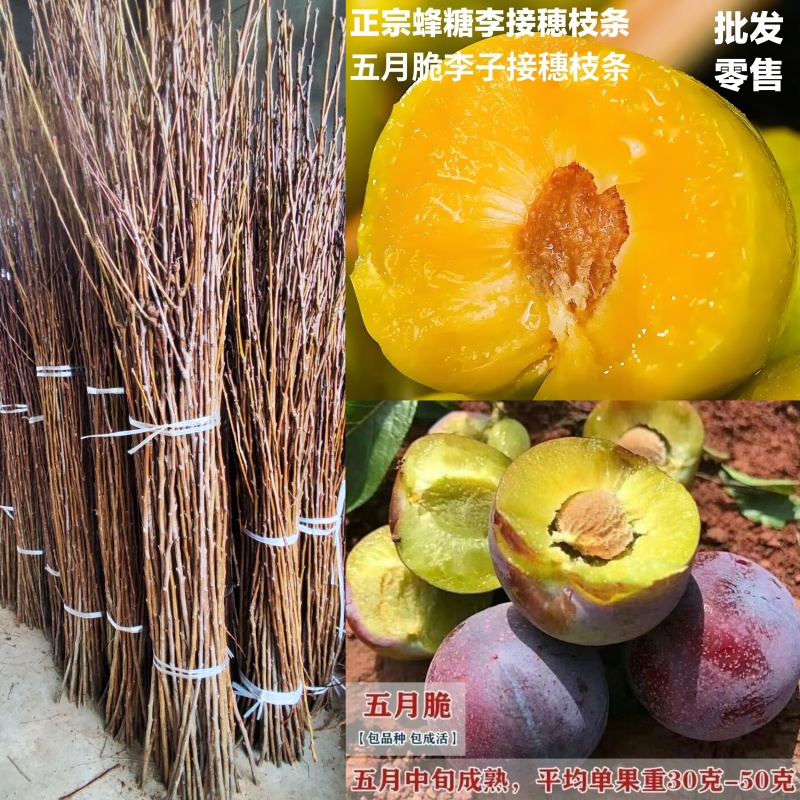 蜂糖李枝条五月脆李子枝条五月脆李子枝条早熟李子枝条