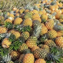 【推荐】广东徐闻香水菠萝产地直供货源充足