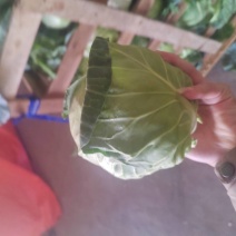 【实力】甘蓝大量上市，一手货源，产地直发，货源充足。