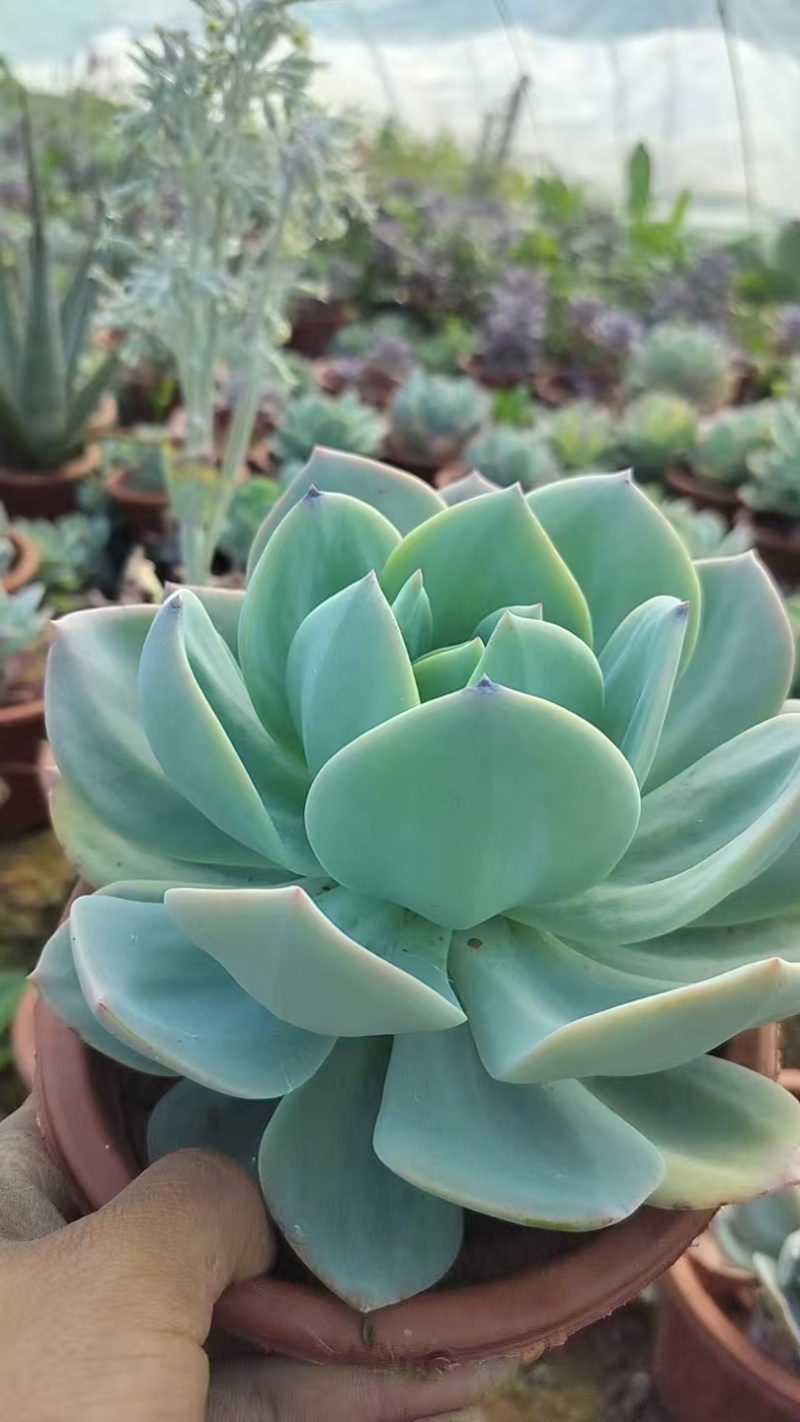多肉植物基地白凤货源充足量大从优欢迎联系订购