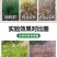 滴酸草甘磷（红牛烧）内吸烂根型除草剂，厂家直供