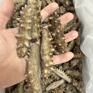 小头即食海参