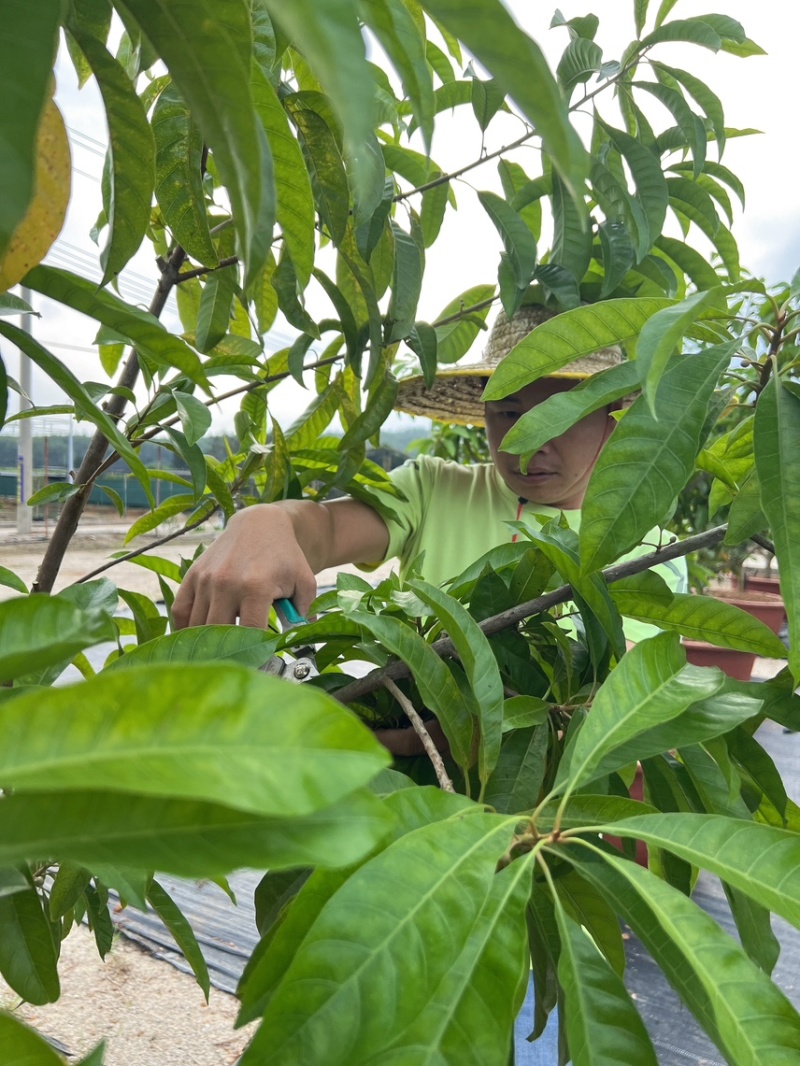 台湾耀堂仙桃苗海南出货