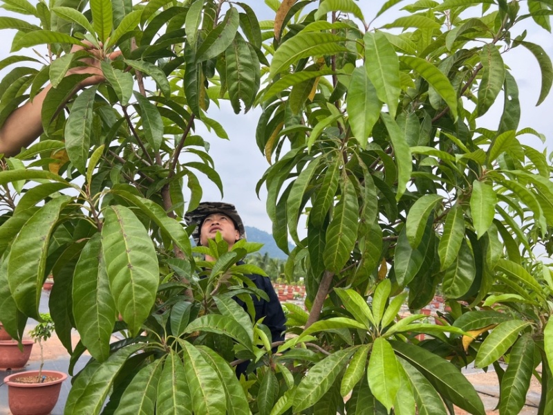 台湾耀堂仙桃苗海南出货
