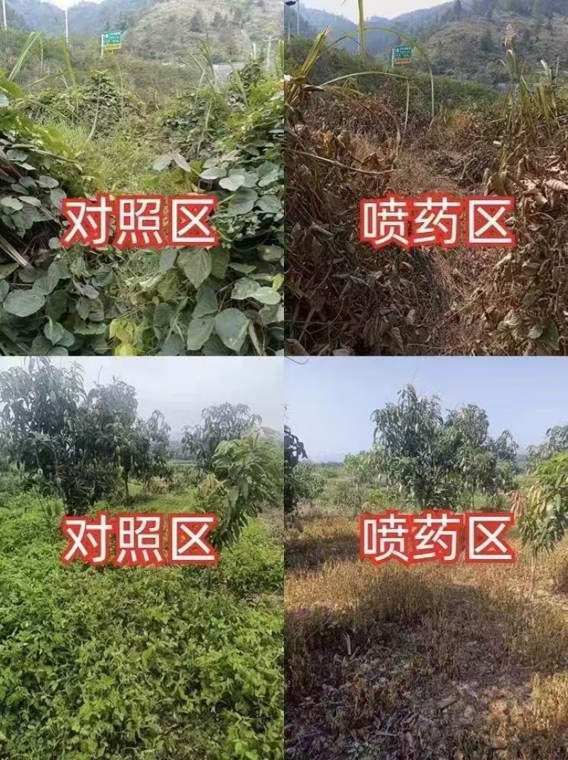 32%滴酸草甘磷（酸灭草）广西老牌树林地开慌强效烂根