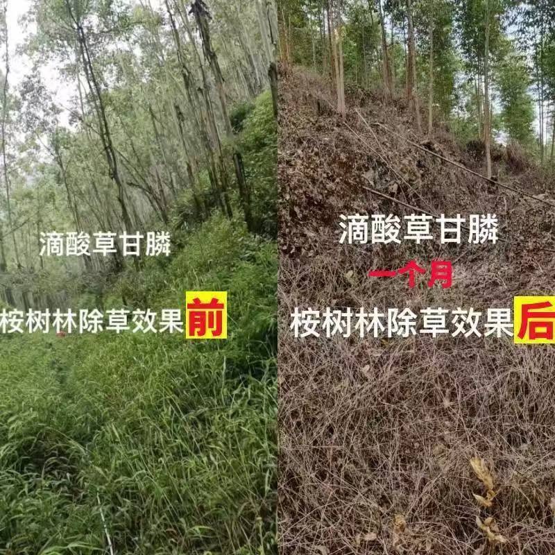 32%滴酸草甘磷（酸灭草）广西老牌树林地开慌强效烂根