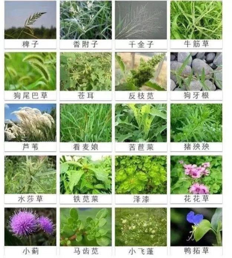 烯草酮专用除草剂厂家直销服务周到一手货源