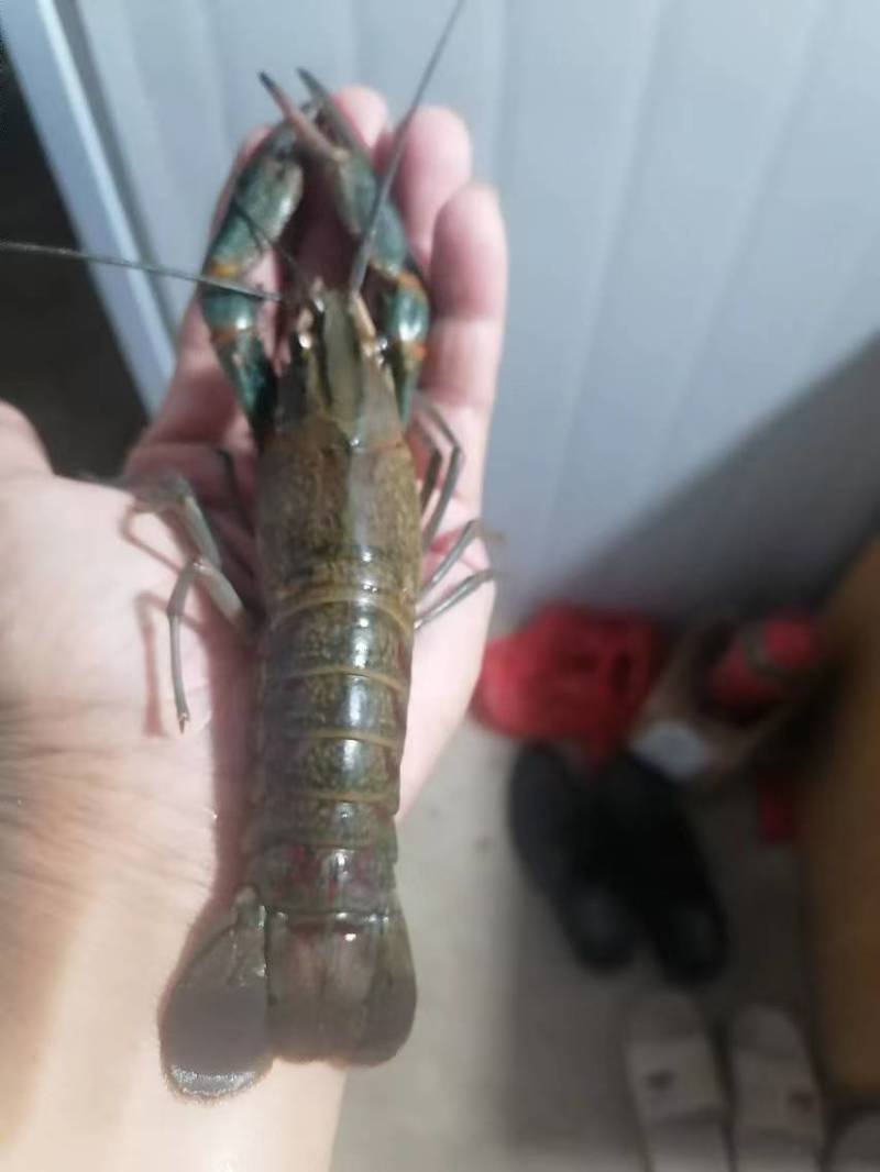 奥龙蓝龙虾澳洲淡水蓝龙虾通货全国空运直达