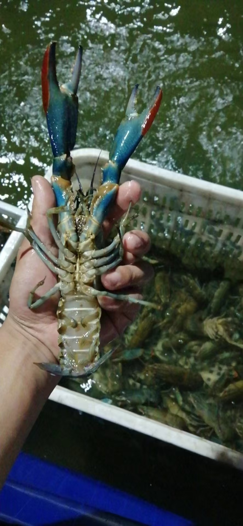 奥龙蓝龙虾澳洲淡水蓝龙虾通货全国空运直达