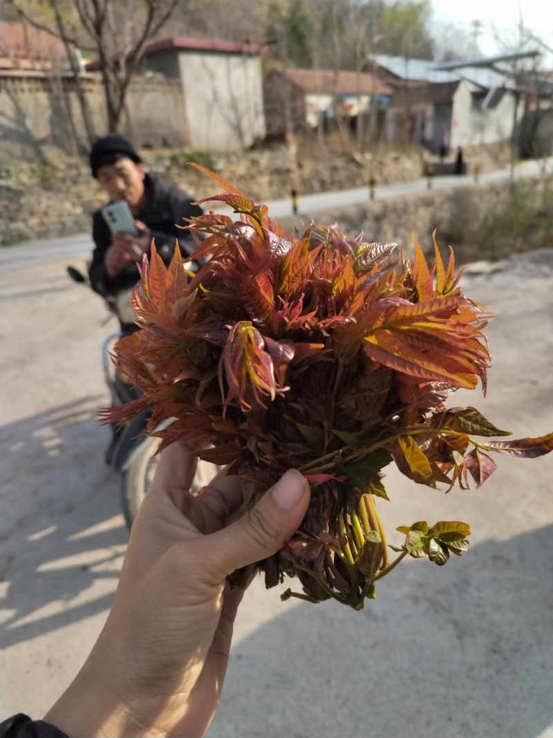 红香椿芽纯野生。质量保证。产地直发。支持线上交易