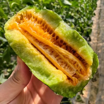 山东精品博洋9号博洋甜瓜头茬瓜大量供应质量保证全国发货