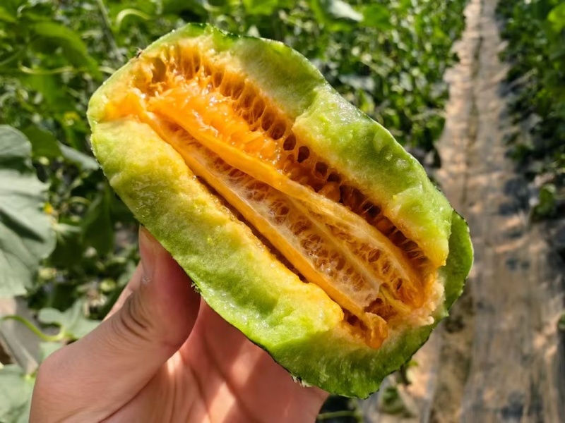 山东精品博洋9号博洋甜瓜头茬瓜大量供应质量保证全国发货