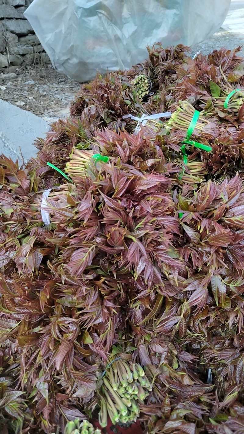 红油香椿芽。青州王坟镇即将大量上市。品质保证