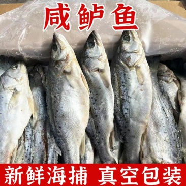 新鲜鲈鱼厂家直销，支持一件代发批发团购