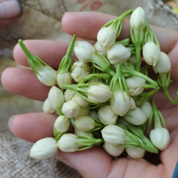 云南玉溪元江茉莉花代收一件代发花苞花枝需要的老板联系我