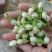 云南玉溪元江茉莉花代收一件代发花苞花枝需要的老板联系我