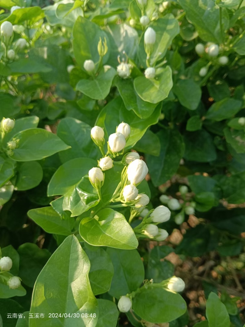 云南玉溪元江茉莉花代收一件代发花苞花枝需要的老板联系我