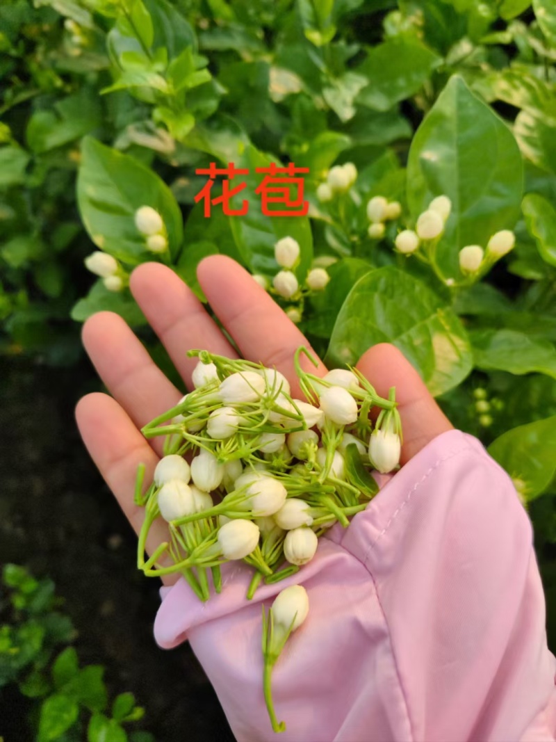 云南玉溪元江茉莉花代收一件代发花苞花枝需要的老板联系我