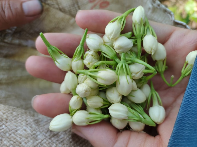 云南玉溪元江茉莉花代收一件代发花苞花枝需要的老板联系我