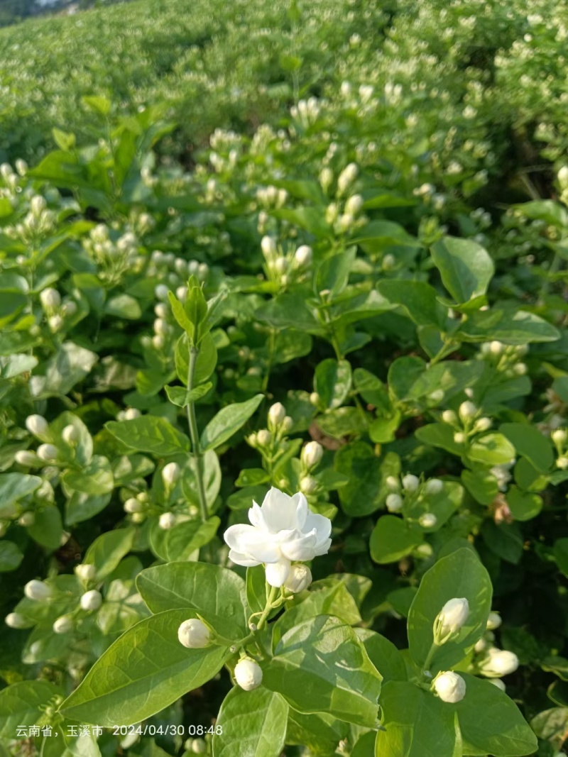 云南玉溪元江茉莉花代收一件代发花苞花枝需要的老板联系我