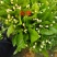 云南玉溪元江茉莉花代收一件代发花苞花枝需要的老板联系我