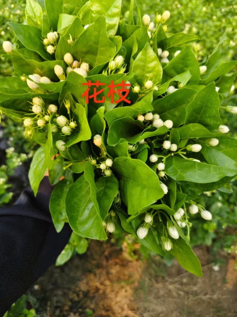 云南玉溪元江茉莉花代收一件代发花苞花枝需要的老板联系我