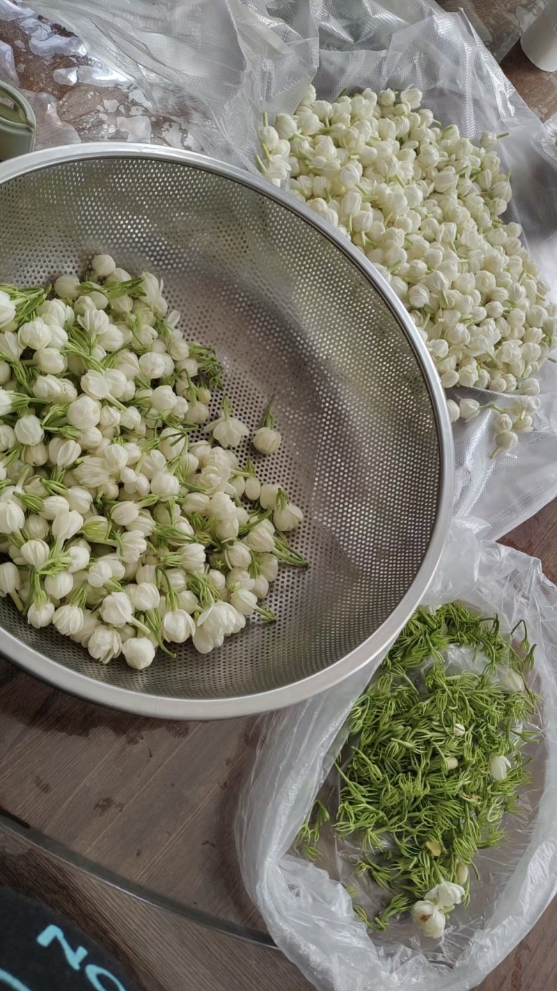 云南玉溪元江茉莉花代收一件代发花苞花枝需要的老板联系我