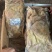 熟牛腩筋日期新鲜烧烤店首选