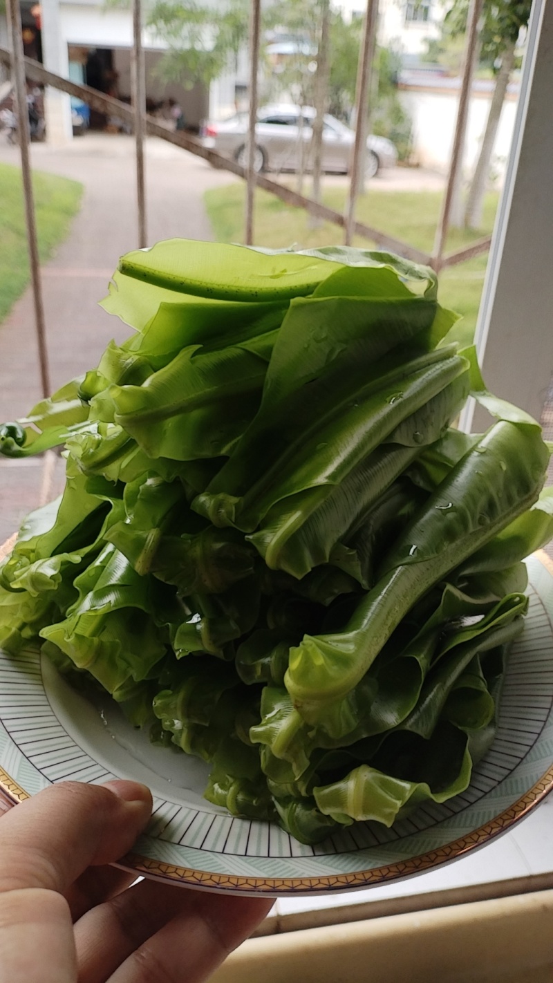 台湾山苏菜