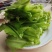 台湾山苏菜