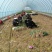 蒜苗
