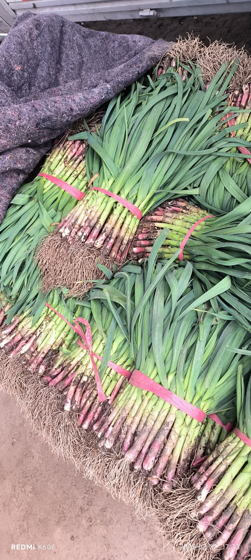 一点红蒜苗大量上市，全国发货，量大从优，欢迎致电