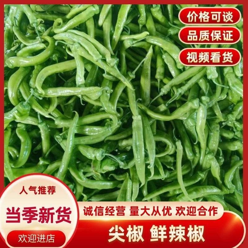 精品黄皮尖椒直供货源充足质优价廉欢迎来电垂询