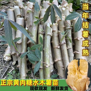 华南9号黄心木薯糖水木薯种苗黄肉木薯种苗