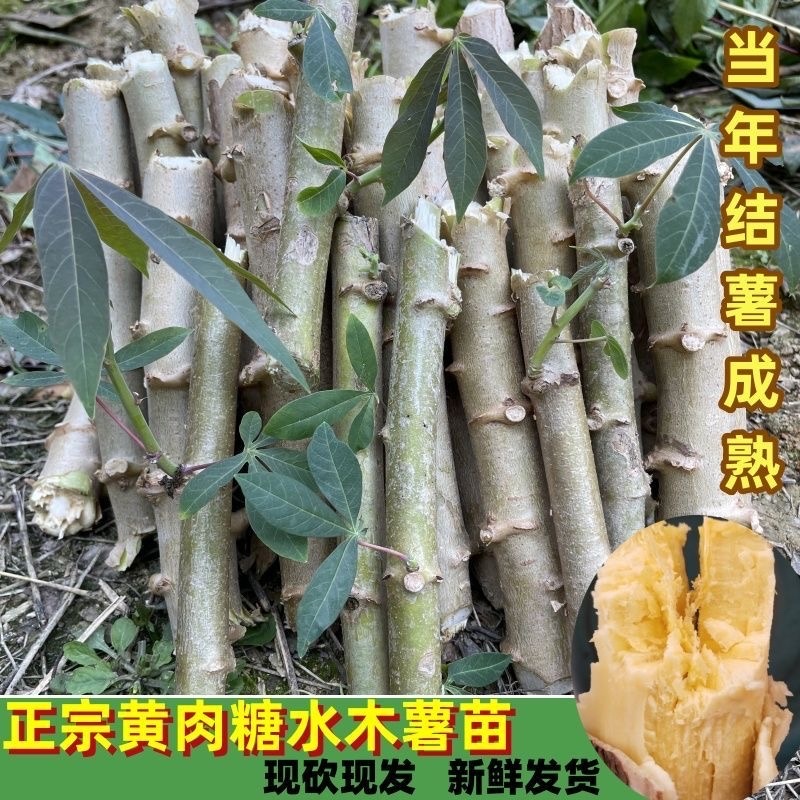 华南9号黄心木薯糖水木薯种苗黄肉木薯种苗