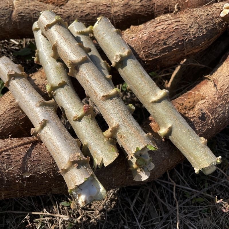 华南9号黄心木薯糖水木薯种苗黄肉木薯种苗