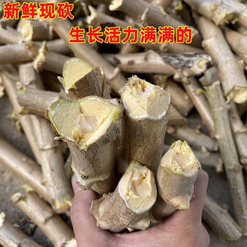 华南9号黄心木薯糖水木薯种苗黄肉木薯种苗