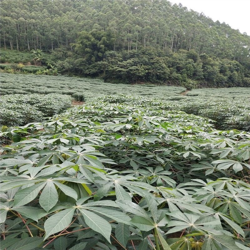 华南9号黄心木薯糖水木薯种苗黄肉木薯种苗
