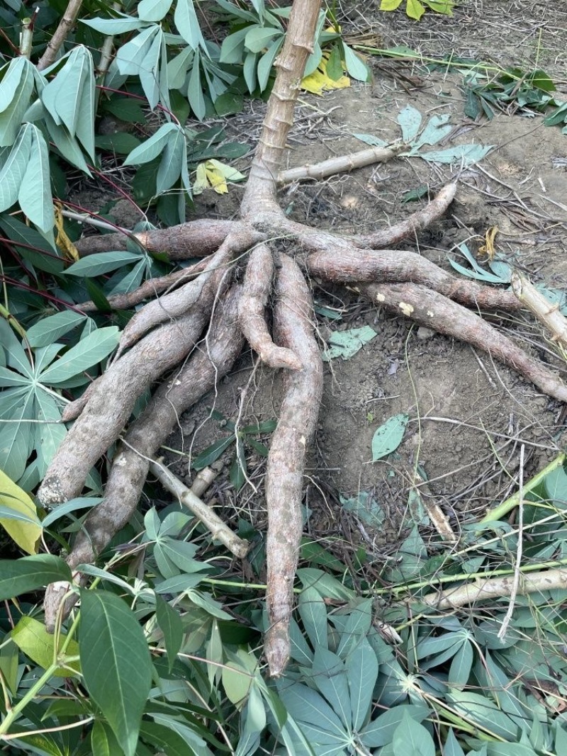 华南9号黄心木薯糖水木薯种苗黄肉木薯种苗