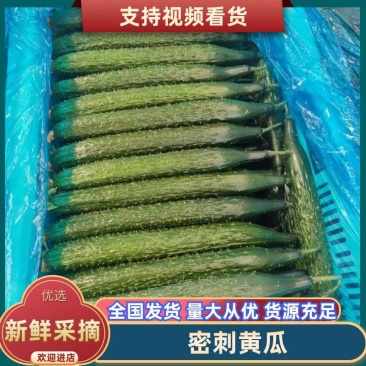 万亩精品密刺黄瓜交易中心质量好，商超直供保质保量对接