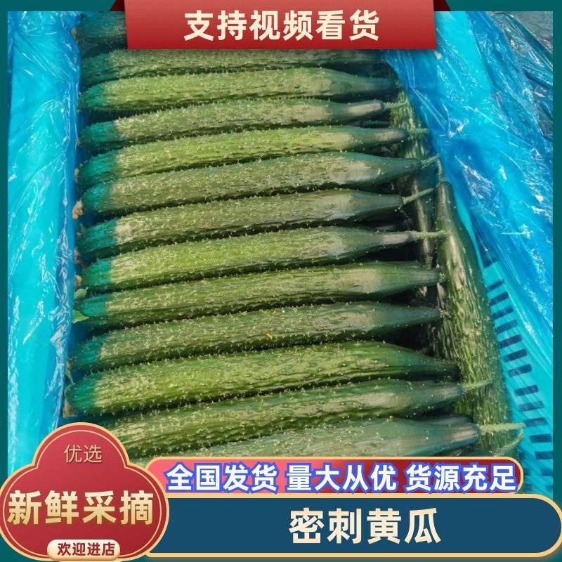 万亩精品密刺黄瓜交易中心质量好，商超直供保质保量对接